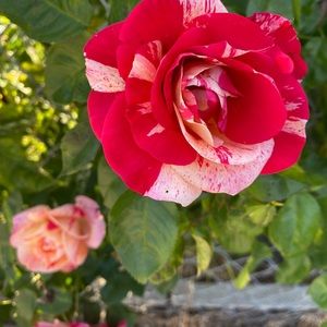 Meet your Posher, Azucena